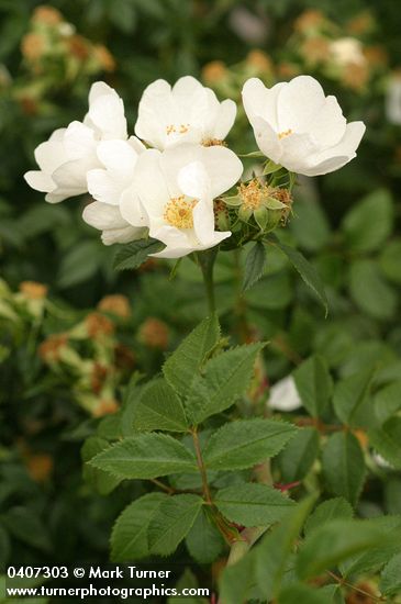 Dog Rose blossoms & foliage