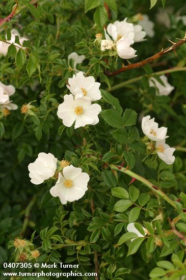 Dog Rose blossoms & foliage