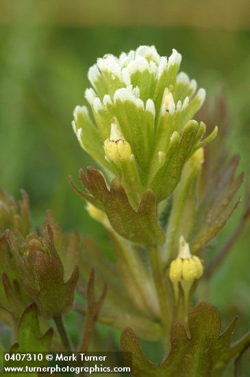 Salt-marsh Paintbrush bracts & blossoms detail