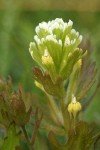 Salt-marsh Paintbrush bracts & blossoms detail