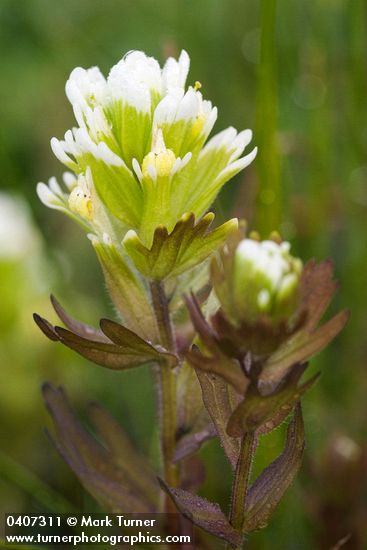 Salt-marsh Paintbrush bracts & blossoms detail