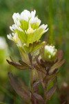 Salt-marsh Paintbrush bracts & blossoms detail