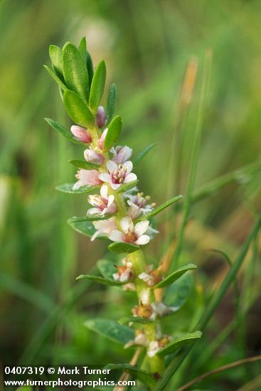Sea Milkwort