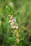 Sea Milkwort