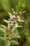 Sea Milkwort blossoms & foliage detail