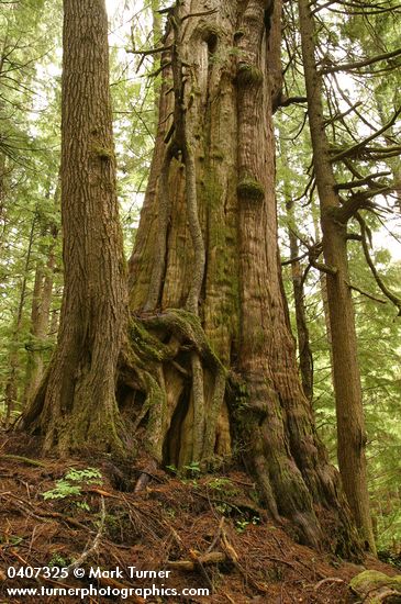 Old-growth Western Red Cedar trunk