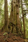 Old-growth Western Red Cedar trunk