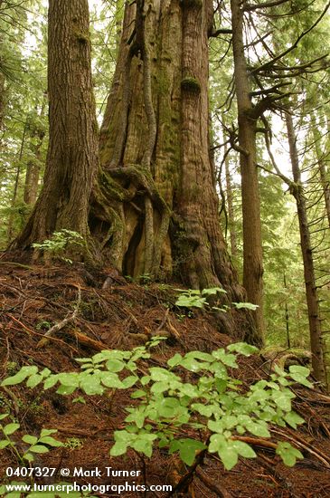 Old-growth Western Red Cedar trunk w/ Huckleberry foliage fgnd