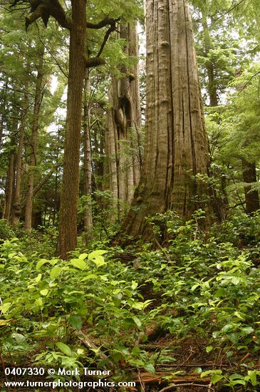 Old-growth Western Red Cedar trunk w/ Salal & Huckleberry foliage fgnd
