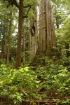 Old-growth Western Red Cedar trunk w/ Salal & Huckleberry foliage fgnd