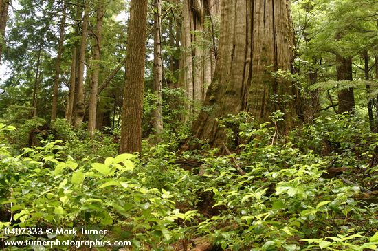 Old-growth Western Red Cedar trunk w/ Salal & Huckleberry foliage fgnd