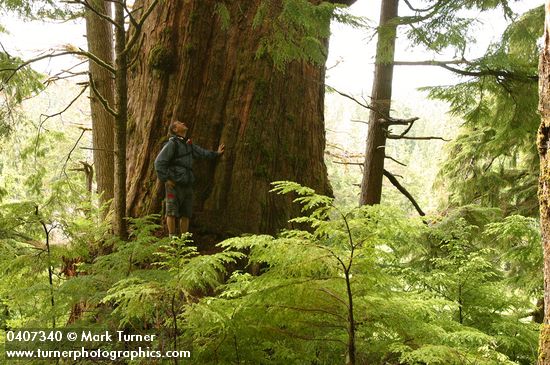 John Rybczyk at base of old-growth Western Red Cedar trunk w/ Western Hemlock foliage fgnd
