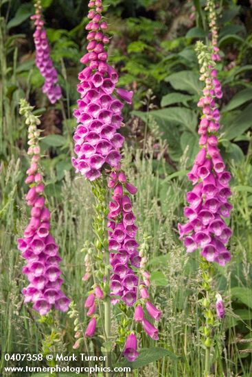 Foxglove