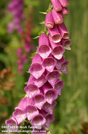 Foxglove blossoms