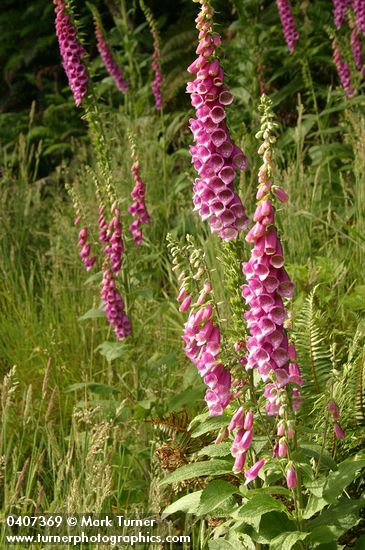 Foxglove