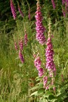 Foxglove