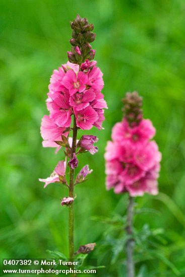 Henderson's Checker Mallow blossoms