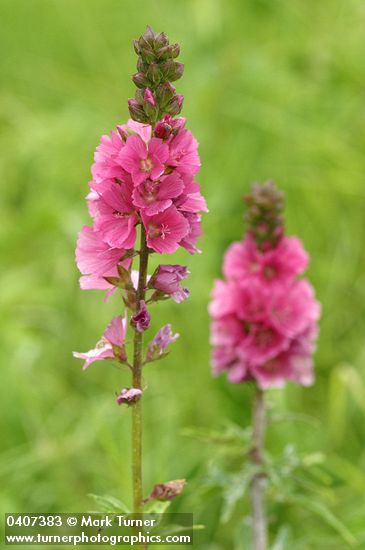 Henderson's Checker Mallow blossoms