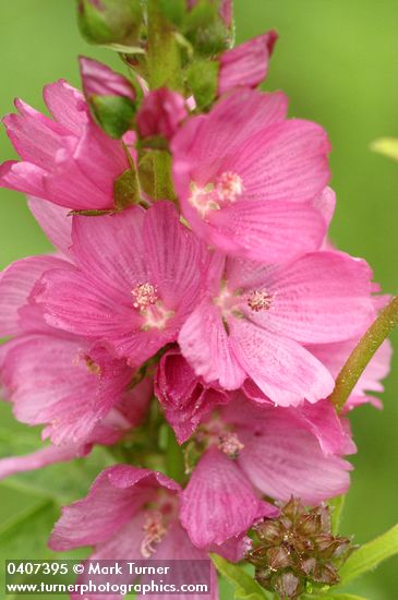 Henderson's Checker Mallow blossoms detail