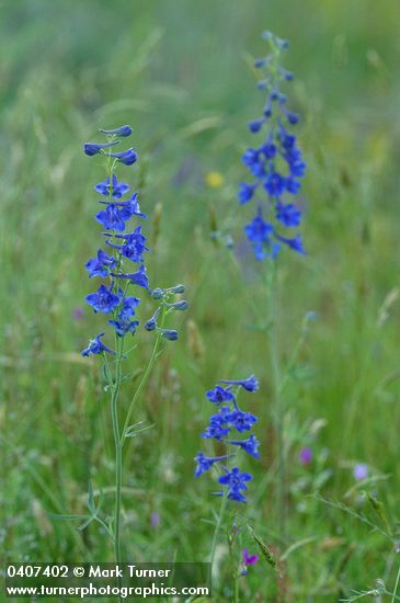 Nuttall's Larkspur