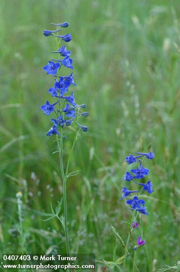 Nuttall's Larkspur