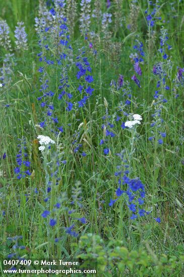Nuttall's Larkspur among grasses & Yarrow