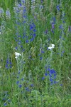 Nuttall's Larkspur among grasses & Yarrow