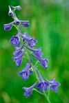 Nuttall's Larkspur blossoms