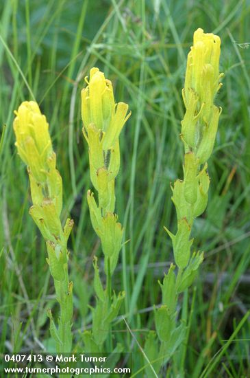 Golden Paintbrush