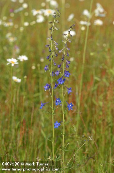 Nuttall's Larkspur in meadow, morning