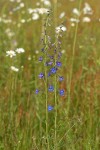 Nuttall's Larkspur in meadow, morning