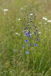 Nuttall's Larkspur in meadow, morning