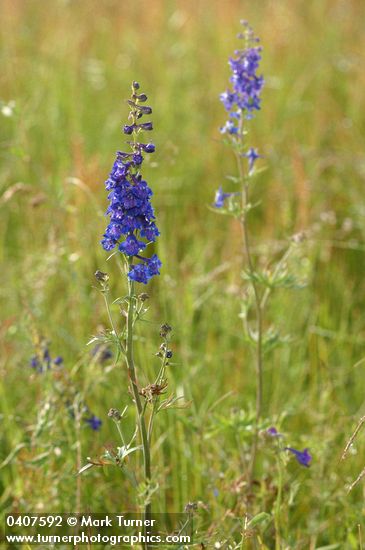 Nuttall's Larkspur in meadow, morning