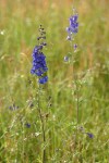 Nuttall's Larkspur in meadow, morning
