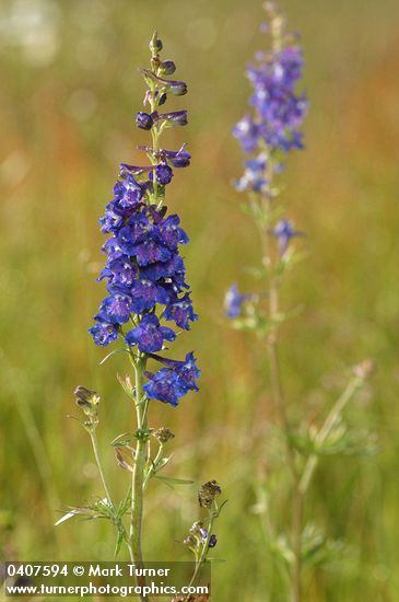 Nuttall's Larkspur in meadow, morning