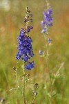 Nuttall's Larkspur in meadow, morning