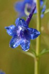 Nuttall's Larkspur blossom detail w/ morning dew