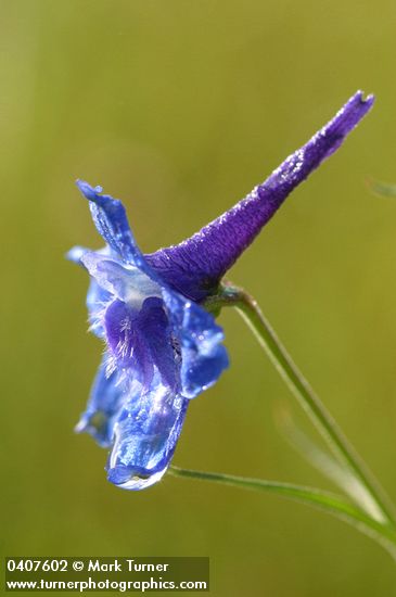 Nuttall's Larkspur blossom detail side view w/ morning dew