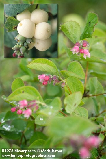 Common Snowberry blossoms & foliage detail w/ morning dew