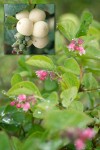 Common Snowberry blossoms & foliage detail w/ morning dew