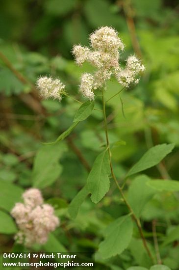 Pyramid Spiraea