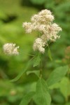 Pyramid Spiraea blossoms