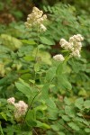 Pyramid Spiraea
