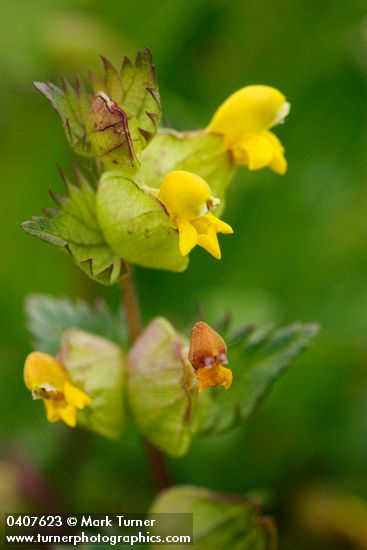 Yellow Rattle