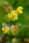 Yellow Rattle