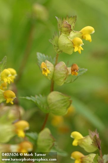 Yellow Rattle