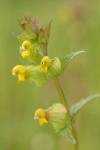 Yellow Rattle