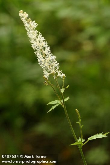 Tall Bugbane