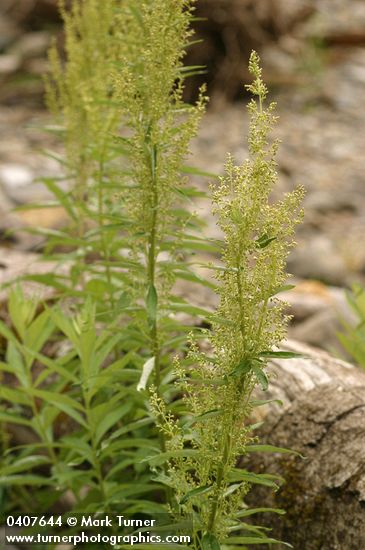 Coast Sagewort