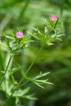 Cut-leaved Geranium